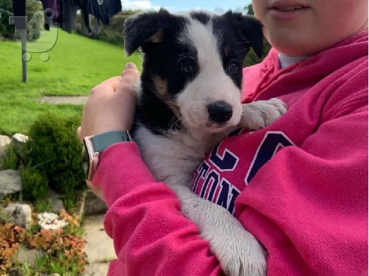PoulaTo: Κουτάβια Border Collie